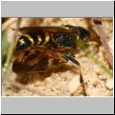 Gorytes laticinctus - Grabwespe 14 12mm mit Zikade - Teverener Heide.jpg